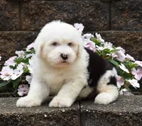 Maxie BLUE EYES, a female Old English Sheepdog for sale in Fredericksburg, OH – 1 of 3
