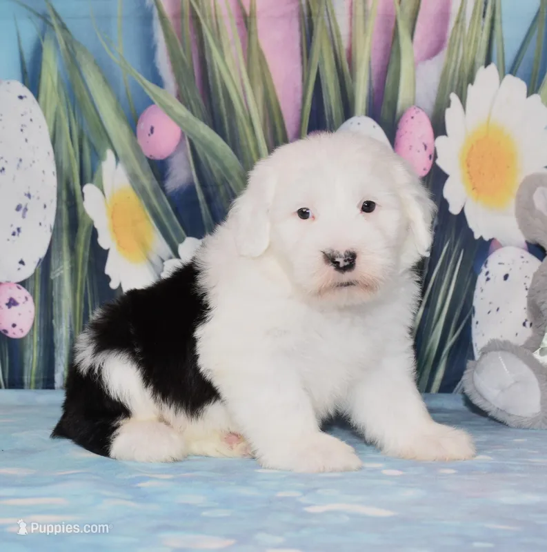 Tundra – Old English Sheepdog puppy for sale in Fredericksburg, OH