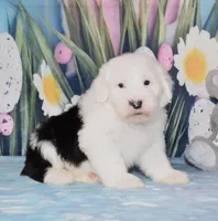 Tundra, a female Old English Sheepdog for sale in Fredericksburg, OH – Photo 1 of 3