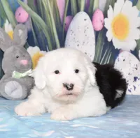 Tundra, a female Old English Sheepdog for sale in Fredericksburg, OH – Photo 2 of 3