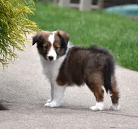 Baxter, a male Shetland Sheepdog for sale in Fredericksburg, OH – Photo 3 of 4