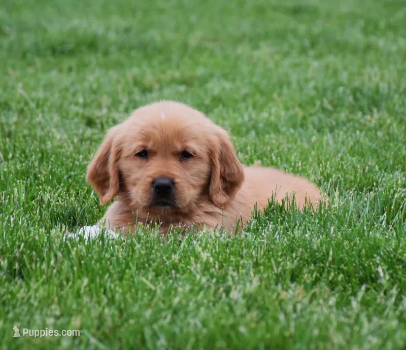 Malibu – Golden Retriever puppy for sale in Fredericksburg, OH