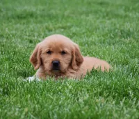 Malibu, a male Golden Retriever for sale in Fredericksburg, OH – 1 of 3
