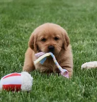 Macy, a female Golden Retriever for sale in Fredericksburg, OH – 4 of 4
