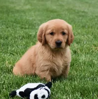 Magic, a female Golden Retriever for sale in Fredericksburg, OH – 2 of 3