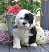 Kiki, a female Old English Sheepdog for sale in Fredericksburg, OH – 2 of 3