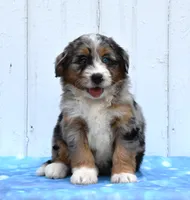 Cammie, a female Miniature Bernedoodle for sale in Fredericksburg, OH – 2 of 3
