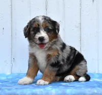 Cammie, a female Miniature Bernedoodle for sale in Fredericksburg, OH – 3 of 3