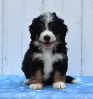 Cupcake, a female Miniature Bernedoodle for sale in Fredericksburg, OH – 2 of 3
