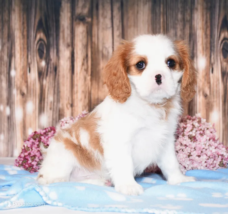 Dalton – Cavalier King Charles Spaniel puppy for sale in Fredericksburg, OH