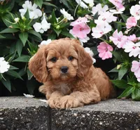 Oliver, a male Cavapoo for sale in Fredericksburg, OH – 2 of 3