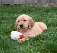 Gemma, a female Golden Retriever for sale in Fredericksburg, OH – 4 of 4