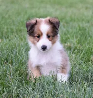 Nelly, a male Shetland Sheepdog for sale in Fredericksburg, OH – 3 of 4