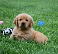 Macy, a female Golden Retriever for sale in Fredericksburg, OH – 3 of 4