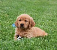 Marloe, a female Golden Retriever for sale in Fredericksburg, OH – 2 of 4