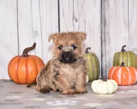 Nico, a male Cairn Terrier for sale in Fredericksburg, OH – 3 of 3