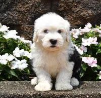 Mango BLUE EYES, a male Old English Sheepdog for sale in Fredericksburg, OH – 2 of 3