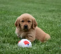 Malibu, a male Golden Retriever for sale in Fredericksburg, OH – 2 of 3