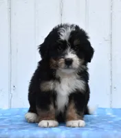 Case, a male Miniature Bernedoodle for sale in Fredericksburg, OH – 2 of 3