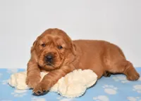 Augusta , a female Golden Retriever for sale in Fredericksburg, OH – Photo 4 of 5