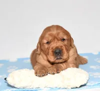 Augusta , a female Golden Retriever for sale in Fredericksburg, OH – Photo 2 of 5