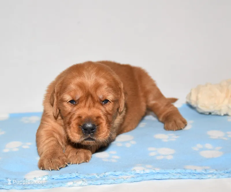 Augusta  – Golden Retriever puppy for sale in Fredericksburg, OH