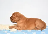 Augusta , a female Golden Retriever for sale in Fredericksburg, OH – Photo 3 of 5