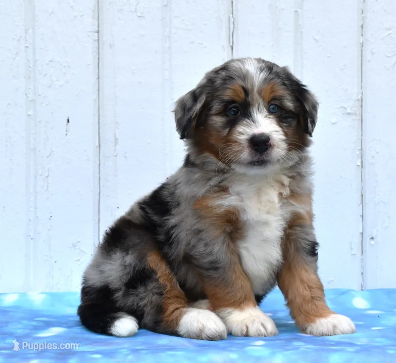 Cammie – Miniature Bernedoodle puppy for sale in Fredericksburg, OH