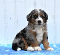Cammie, a female Miniature Bernedoodle for sale in Fredericksburg, OH – 1 of 3