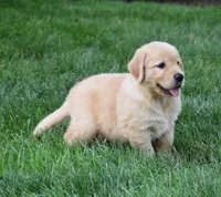 Otis, a male Golden Retriever for sale in Fredericksburg, OH – 4 of 6
