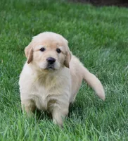 Otis, a male Golden Retriever for sale in Fredericksburg, OH – 2 of 6