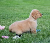 Honey, a female Golden Retriever for sale in Fredericksburg, OH – 2 of 4
