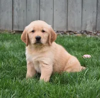 Galaxy, a male Golden Retriever for sale in Fredericksburg, OH – 4 of 4
