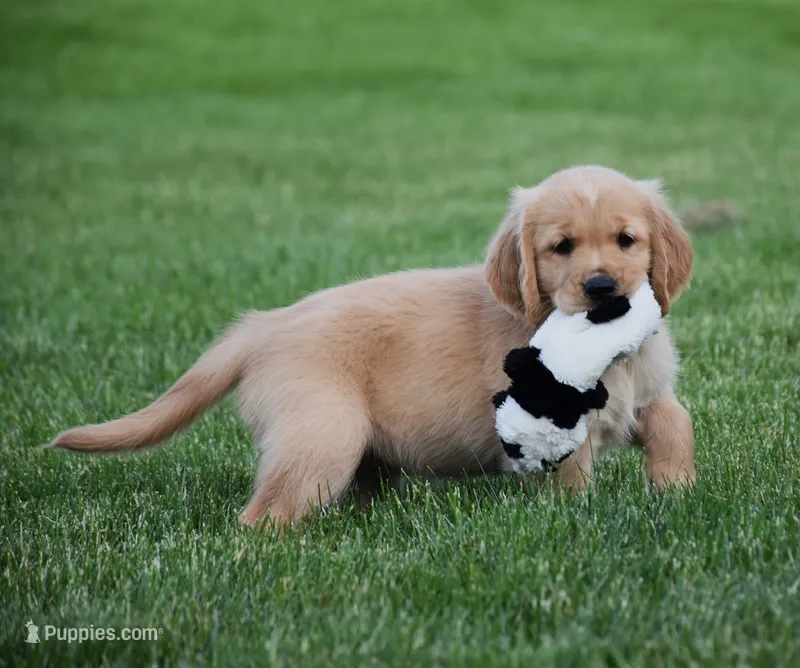 Honey – Golden Retriever puppy for sale in Fredericksburg, OH