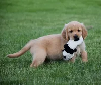 Honey, a female Golden Retriever for sale in Fredericksburg, OH – 1 of 4