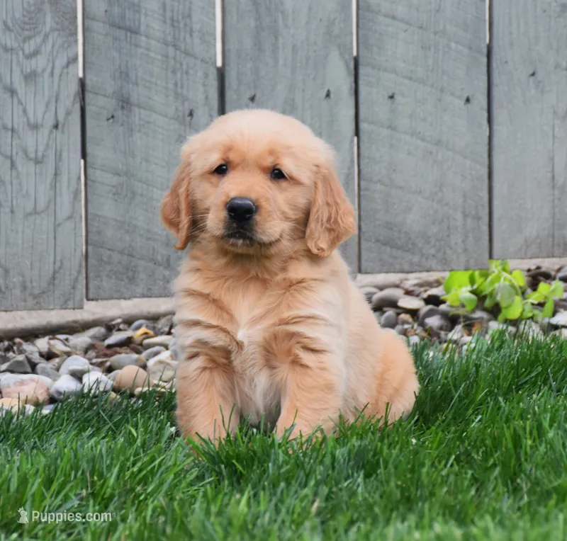 Gunner – Golden Retriever puppy for sale in Fredericksburg, OH