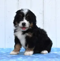 Comet, a female Miniature Bernedoodle for sale in Fredericksburg, OH – 2 of 3