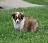 Banks, a female Shetland Sheepdog for sale in Fredericksburg, OH – Photo 2 of 4