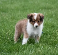 Banks, a female Shetland Sheepdog for sale in Fredericksburg, OH – Photo 4 of 4