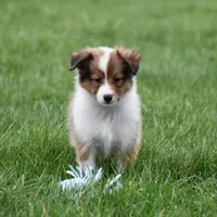 Banks, a female Shetland Sheepdog for sale in Fredericksburg, OH – Photo 1 of 4