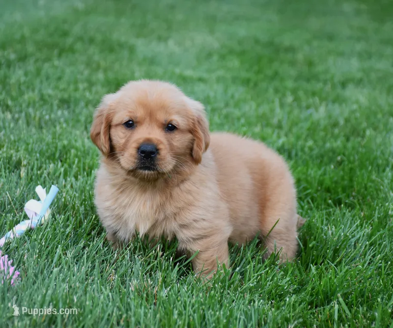 Aspy – Golden Retriever puppy for sale in Fredericksburg, OH