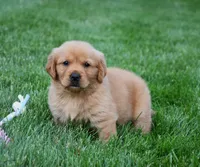 Aspy, a female Golden Retriever for sale in Fredericksburg, OH – 1 of 4