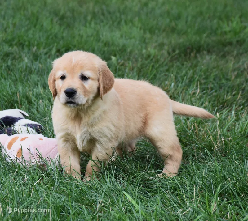 Opal – Golden Retriever puppy for sale in Fredericksburg, OH