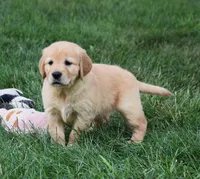 Opal, a male Golden Retriever for sale in Fredericksburg, OH – 1 of 4