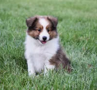 Nico, a male Shetland Sheepdog for sale in Fredericksburg, OH – 3 of 4