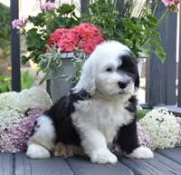 Kiki, a female Old English Sheepdog for sale in Fredericksburg, OH – 3 of 3