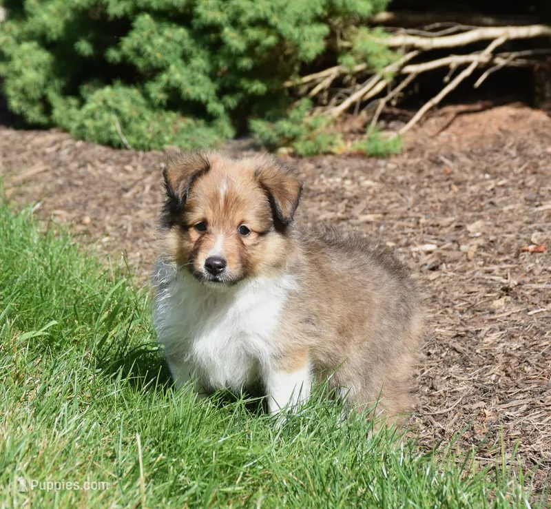 Ninja – Shetland Sheepdog puppy for sale in Fredericksburg, OH
