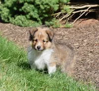 Ninja, a male Shetland Sheepdog for sale in Fredericksburg, OH – 1 of 4