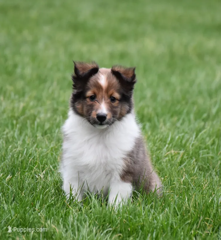 Blossom – Shetland Sheepdog puppy for sale in Fredericksburg, OH