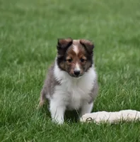Blossom, a female Shetland Sheepdog for sale in Fredericksburg, OH – Photo 3 of 4
